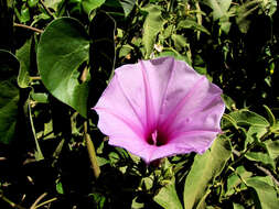 Image of Ipomoea tenuirostris Choisy