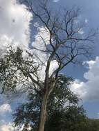 Image of Dutch elm disease