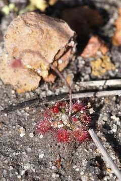 Image of Drosera coomallo Lowrie & Conran