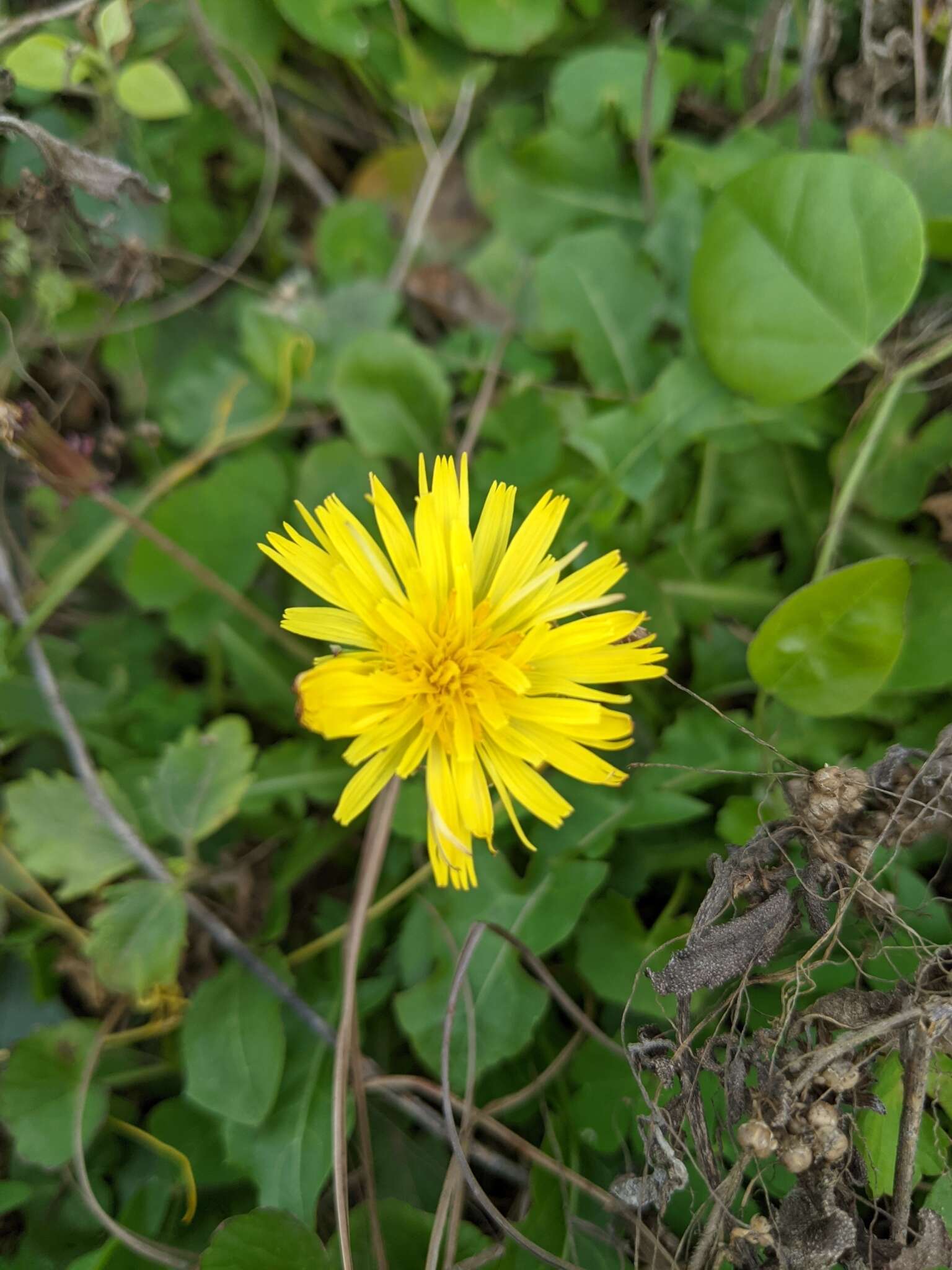 Image of Taraxacum formosanum Kitam.