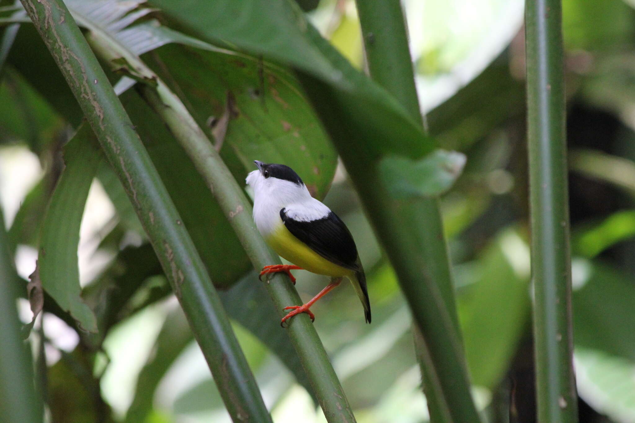 Image of White-collared Manakin