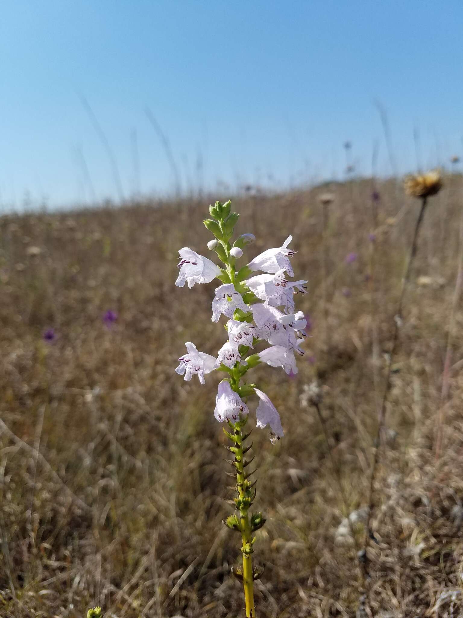 Image of obedient plant