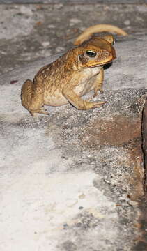 Image of Cane Toad