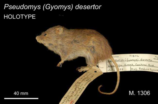 Image of Brown Desert Mouse