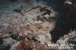 Image of Ornate Wobbegong