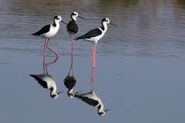 Image of White-backed Stilt