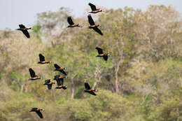 Image of White-faced Whistling Duck