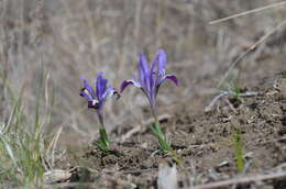 Image of Kolpakowski's Iris