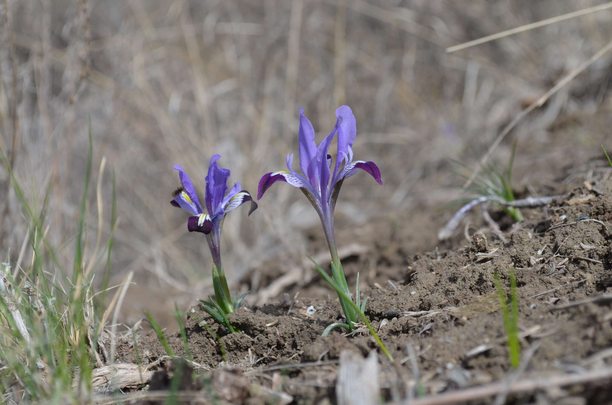 Plancia ëd Iris kolpakowskiana Regel