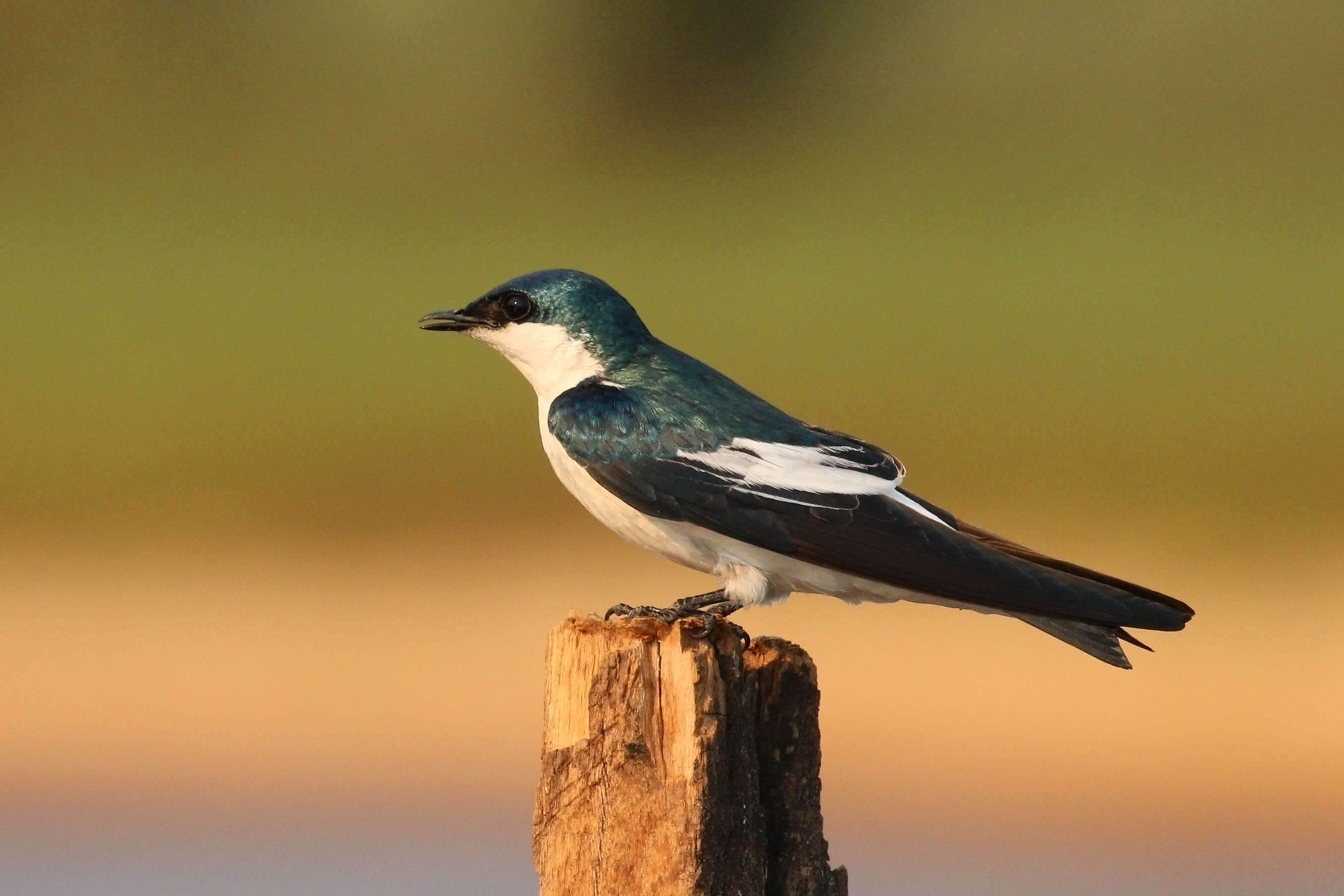 Image of White-winged Swallow