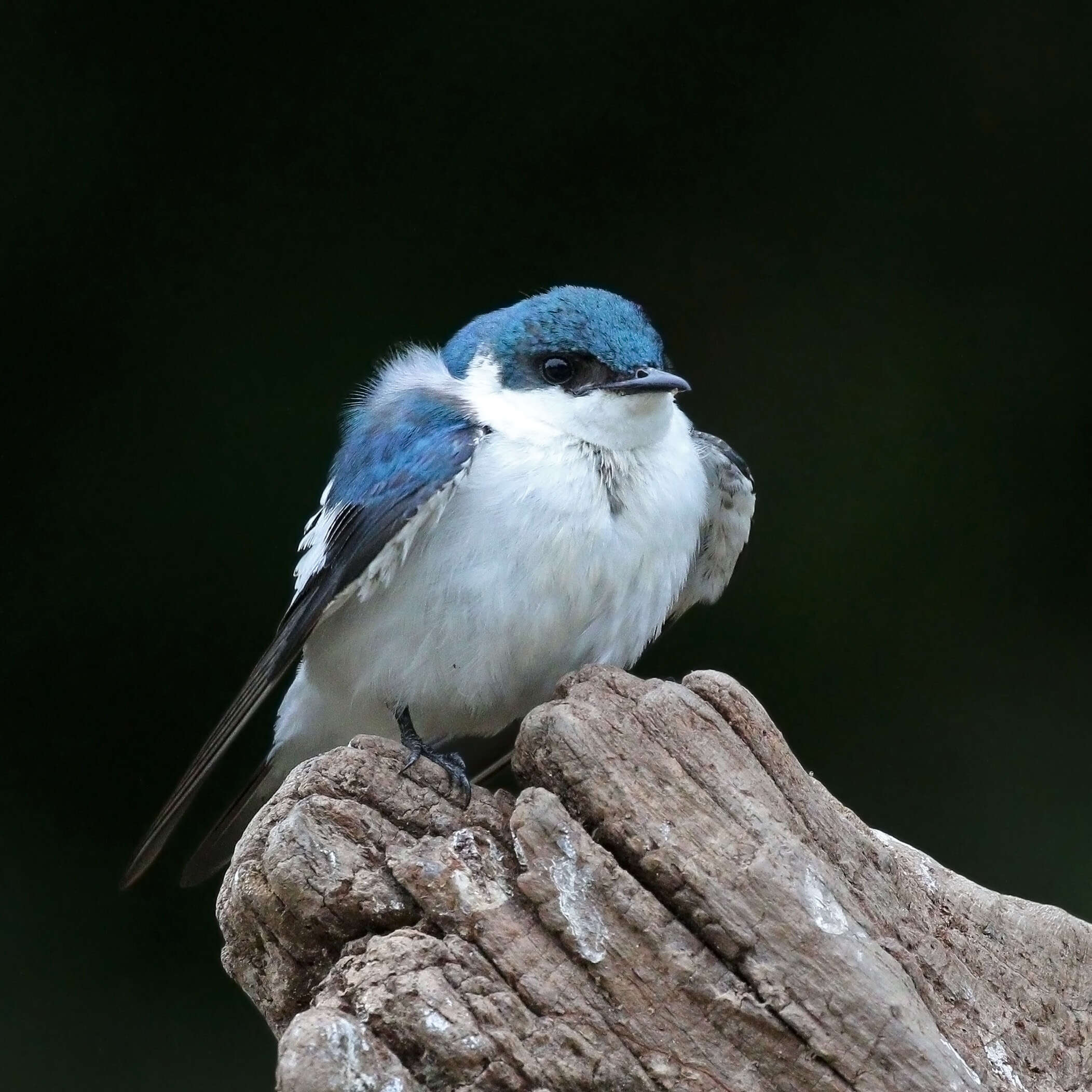 Image of White-winged Swallow