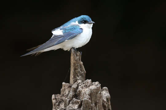 Image of White-winged Swallow