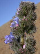 Echium auberianum Webb & Berth. resmi