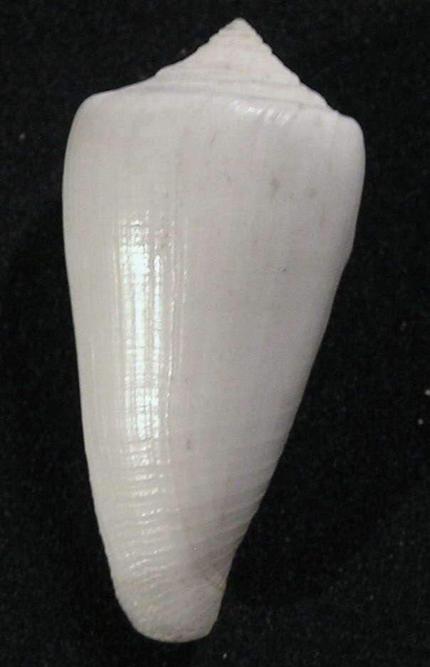 Image of Conus furvus Reeve 1843