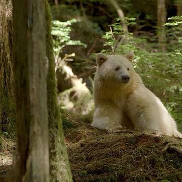 Image of Kermode bear