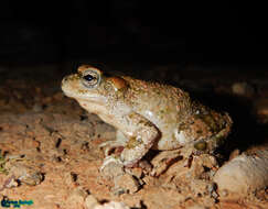 Image of Lorestan Toad