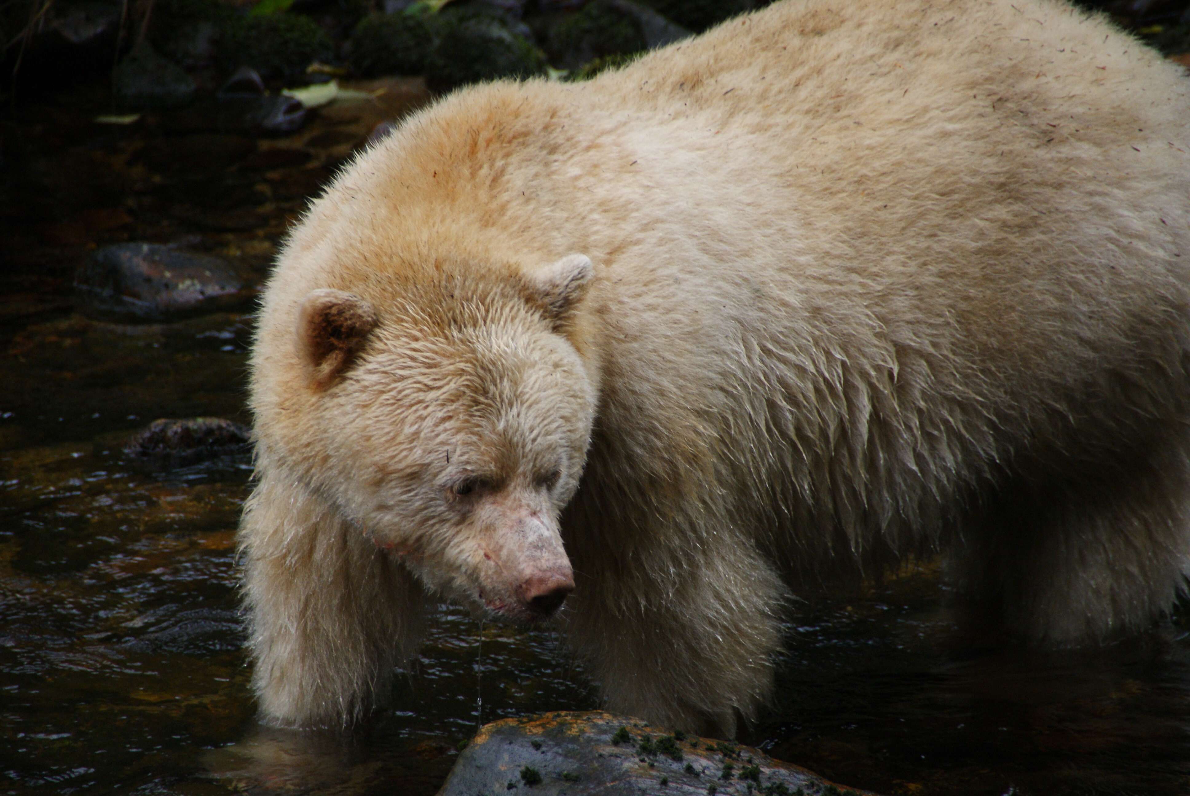 Image of Kermode bear