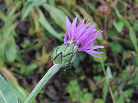 Image de Centaurea cheiranthifolia Willd.