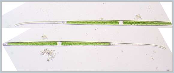 Image of Closterium aciculare T. West 1860