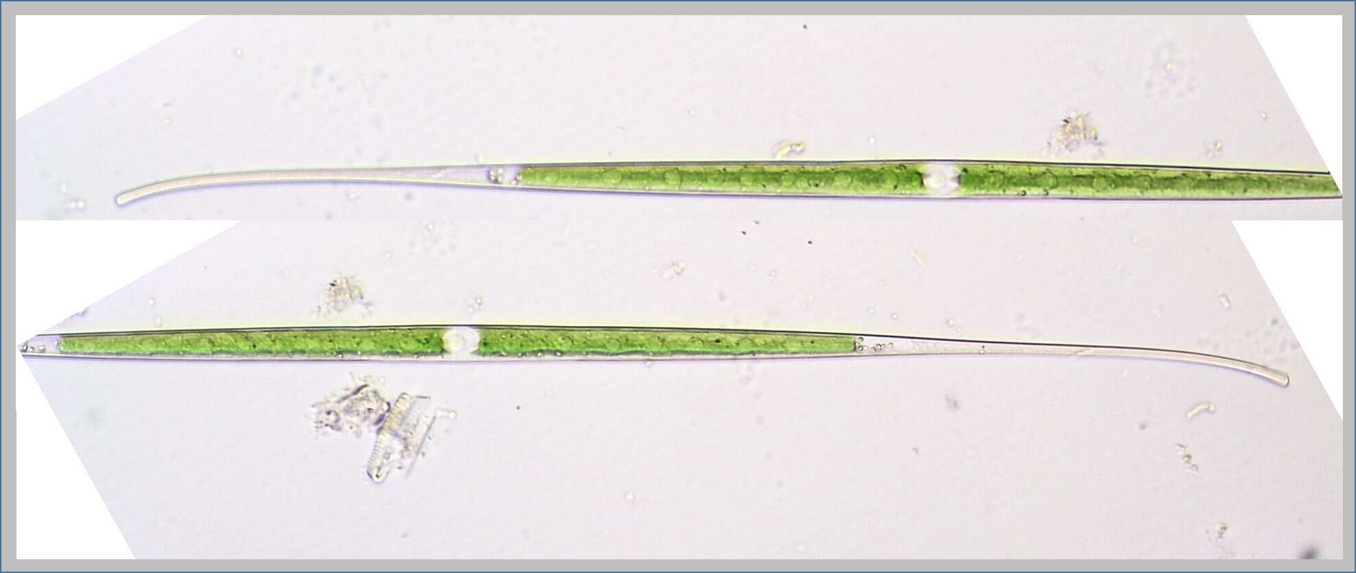 Image of Closterium aciculare T. West 1860