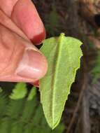 Image of Goodenia heterophylla subsp. teucriifolia (F. Müll.) R. Carolin