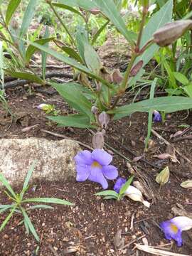 Image of Thunbergia lancifolia T. Anders.