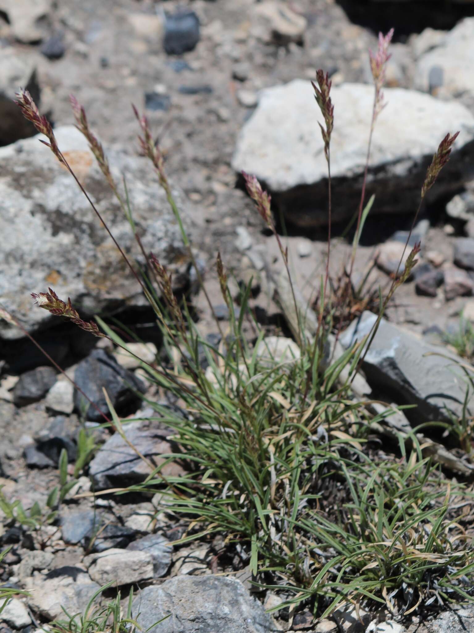 Image of shortleaf woollygrass