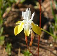 Image of Moraea gawleri Spreng.