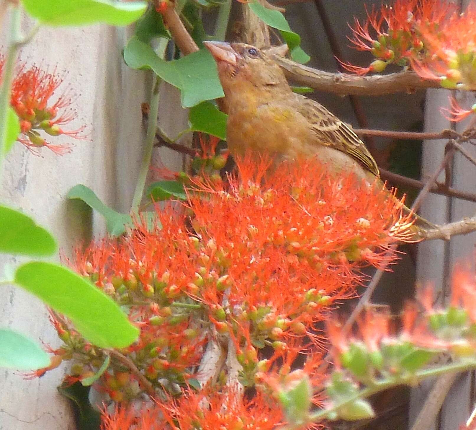 Image of African Masked Weaver