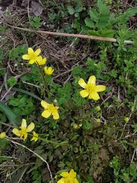 Ranunculus ternatus C. P. Thunberg ex A. Murray的圖片