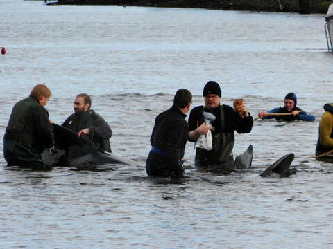 Image of Atlantic Pilot Whale