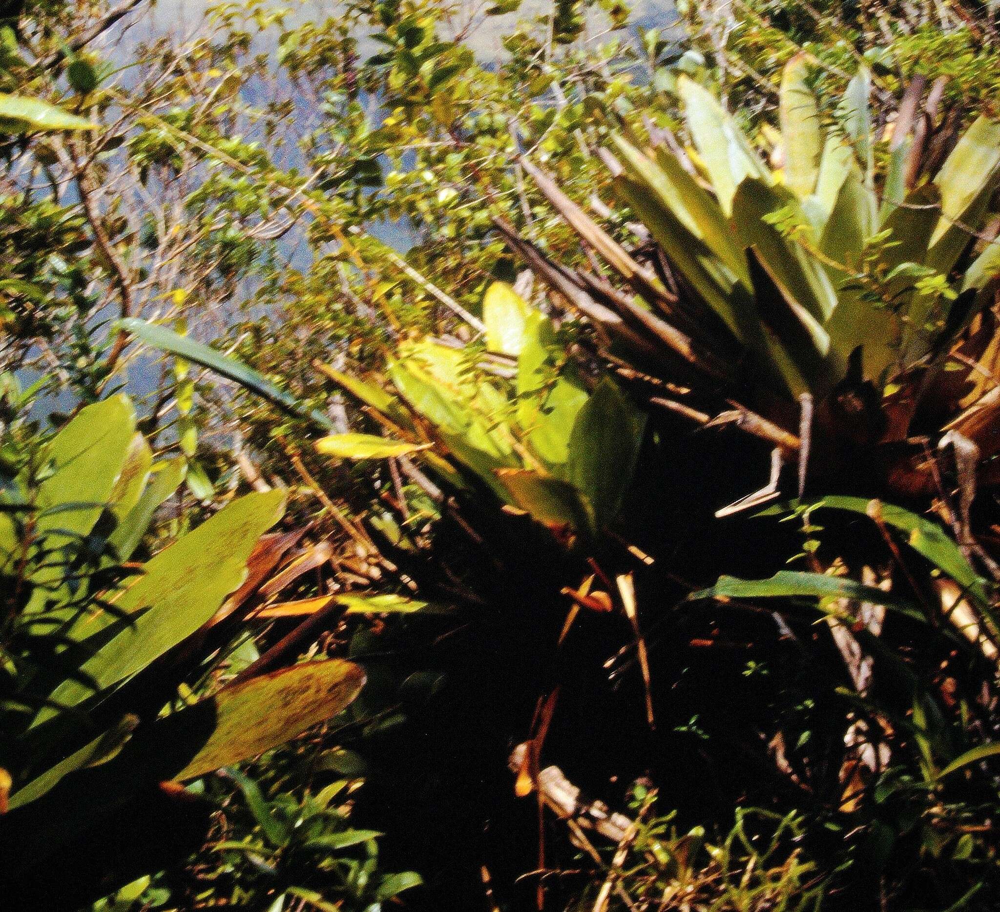 Image of Brocchinia tatei L. B. Sm.
