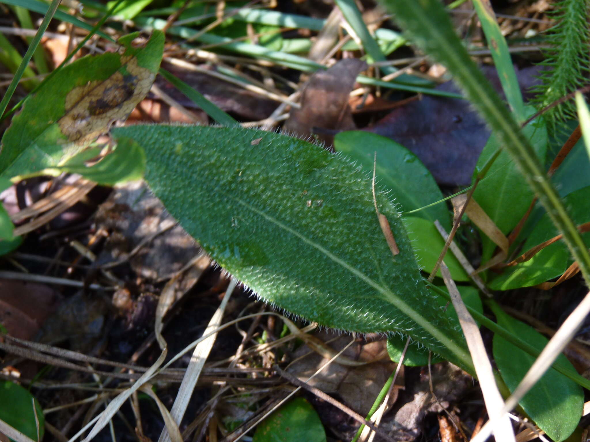 Sivun Helianthus heterophyllus Nutt. kuva