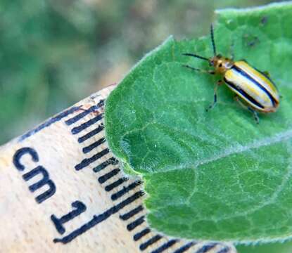 Image of Three-lined Lema Beetle