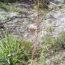 Image of Ozothamnus thyrsoideus DC.