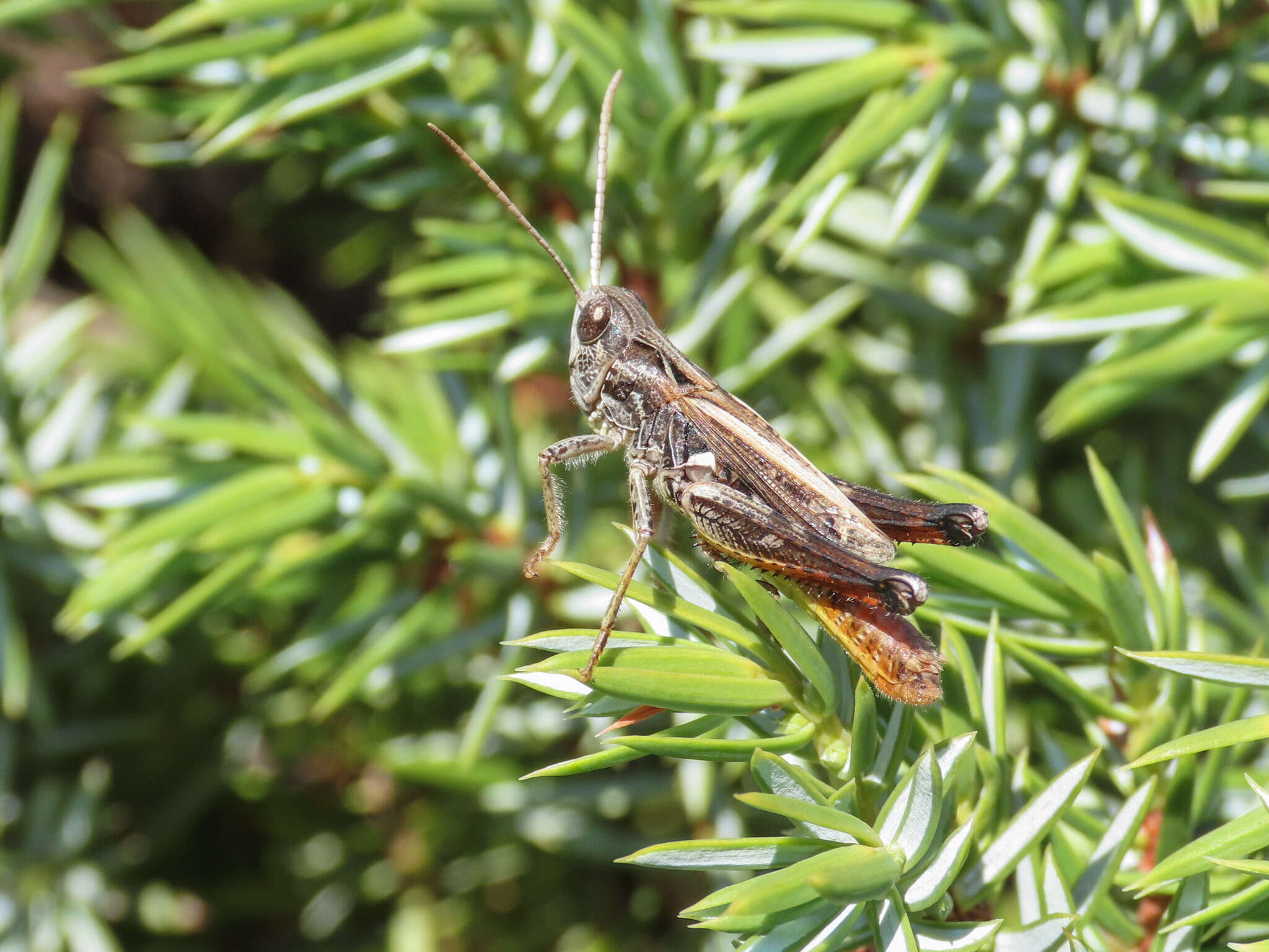 Italohippus monticola (Ebner 1915)的圖片