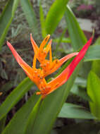 Image de Heliconia psittacorum L. fil.