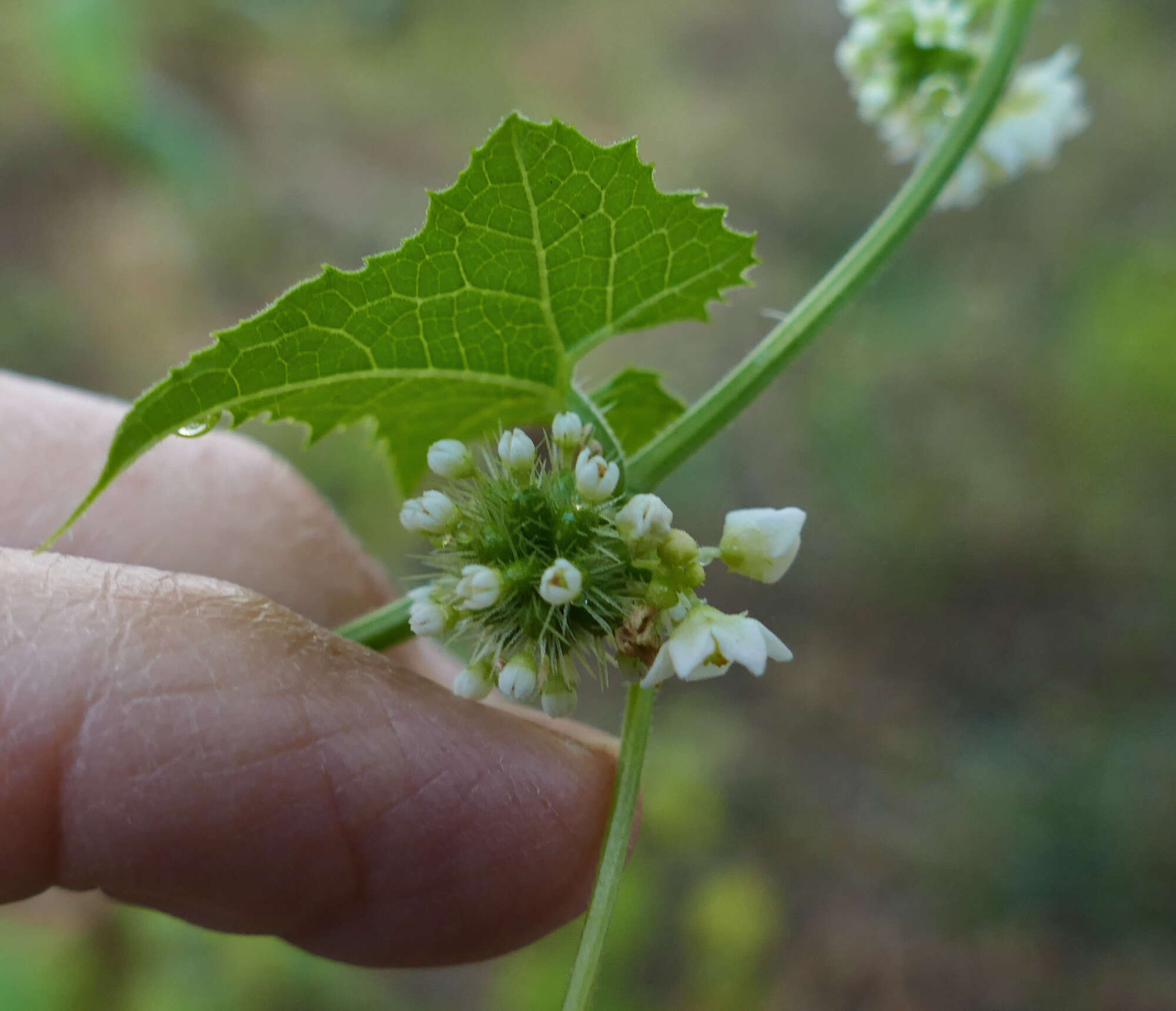 Image de Sicyos laciniatus L.