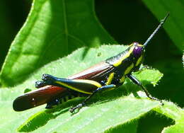 Eupropacris cylindricollis (Schaum 1853) resmi