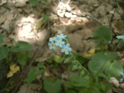 Image of Myosotis speciosa Pomel