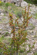 Image of Ribes cucullatum Hook. & Arn.