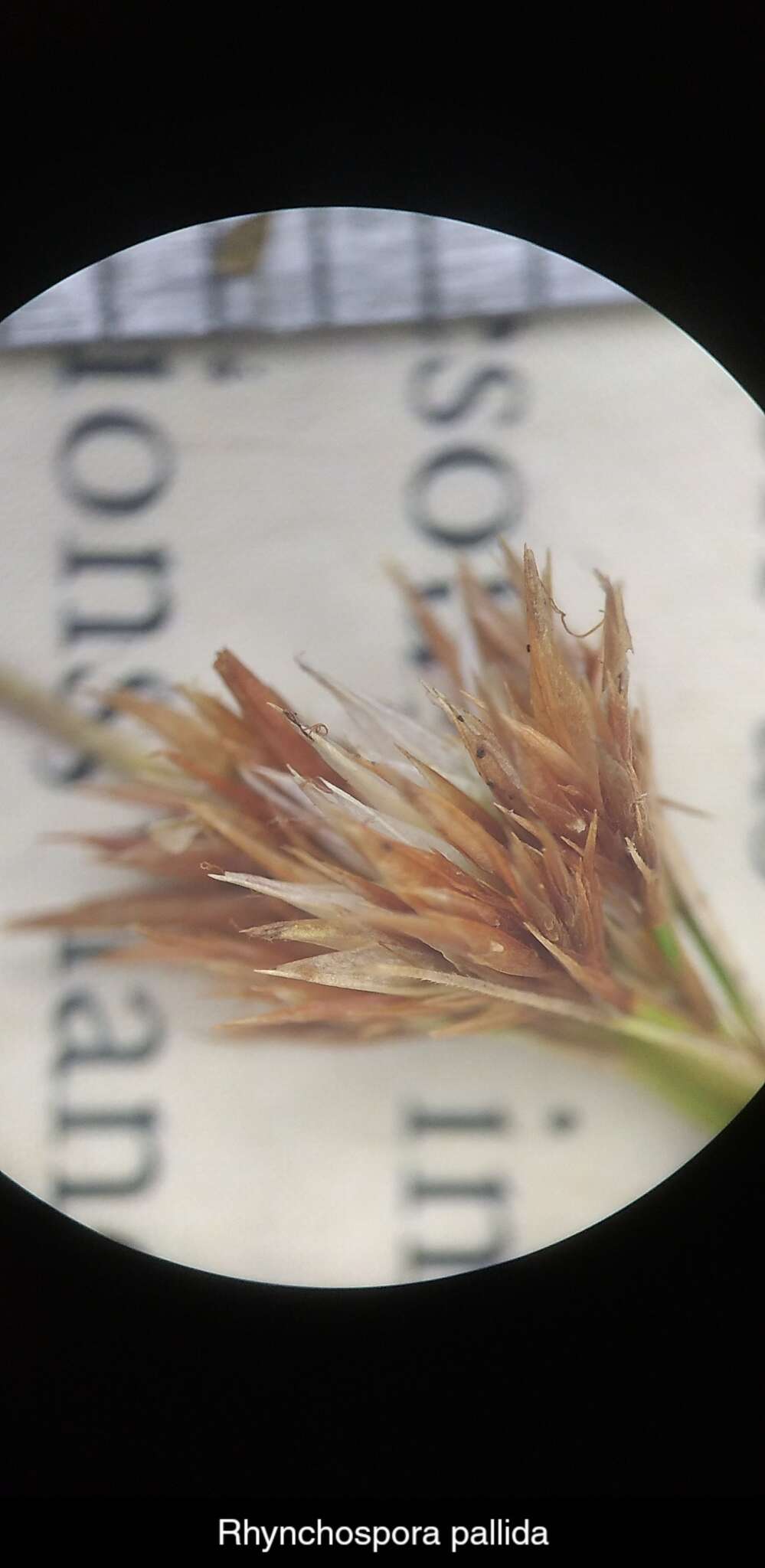 Image of Pale Beak Sedge