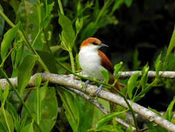 Image of Red-and-white Spinetail
