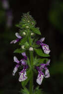 Imagem de Stachys grandidentata Lindl.