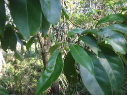 Image of Ehretia longiflora Champion ex Benth.