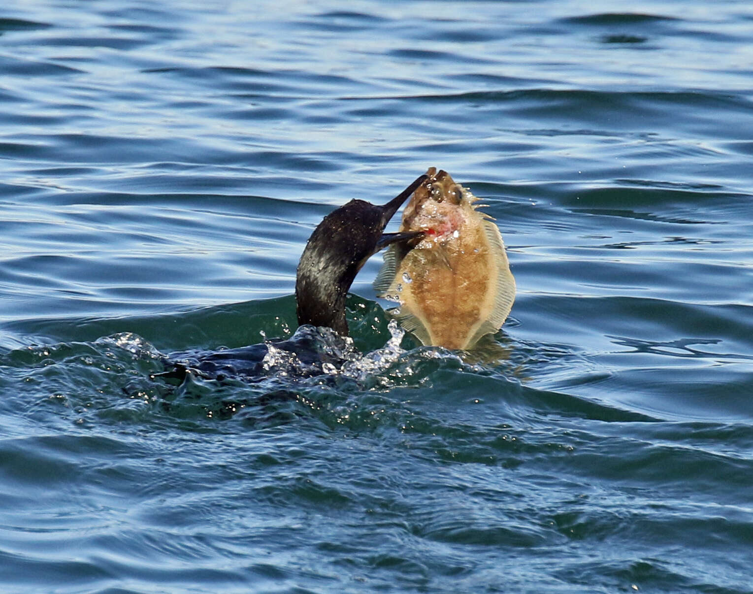 Image of Pacific sanddab