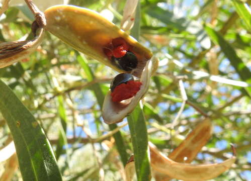 Image de Acacia salicina Lindl.