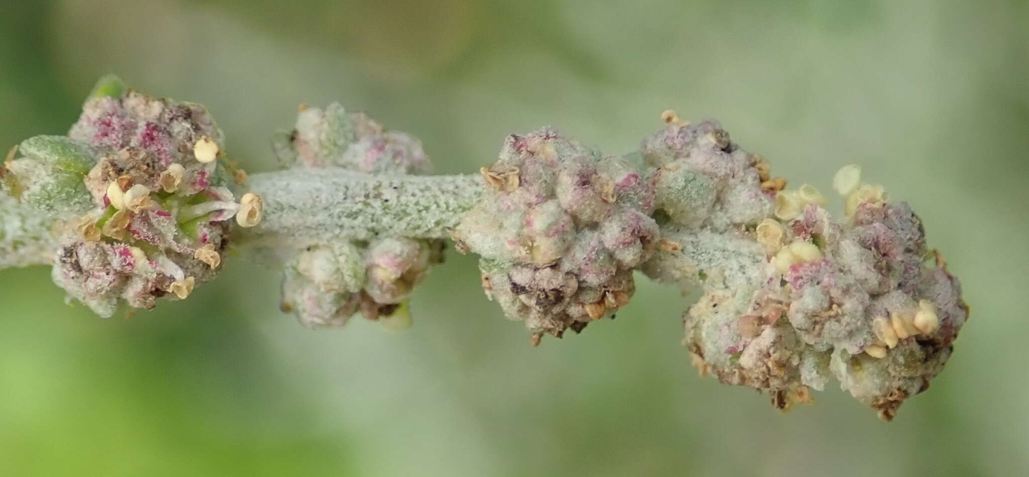 Image of Baconbush