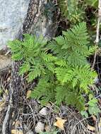 Imagem de Cheilanthes leucopoda Link