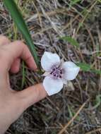 Image of Selway mariposa lily